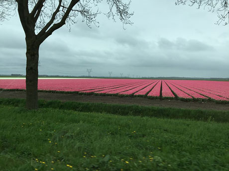 Huurwoningen Dronten