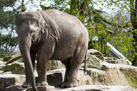 dierenpark Emmen afbeelding